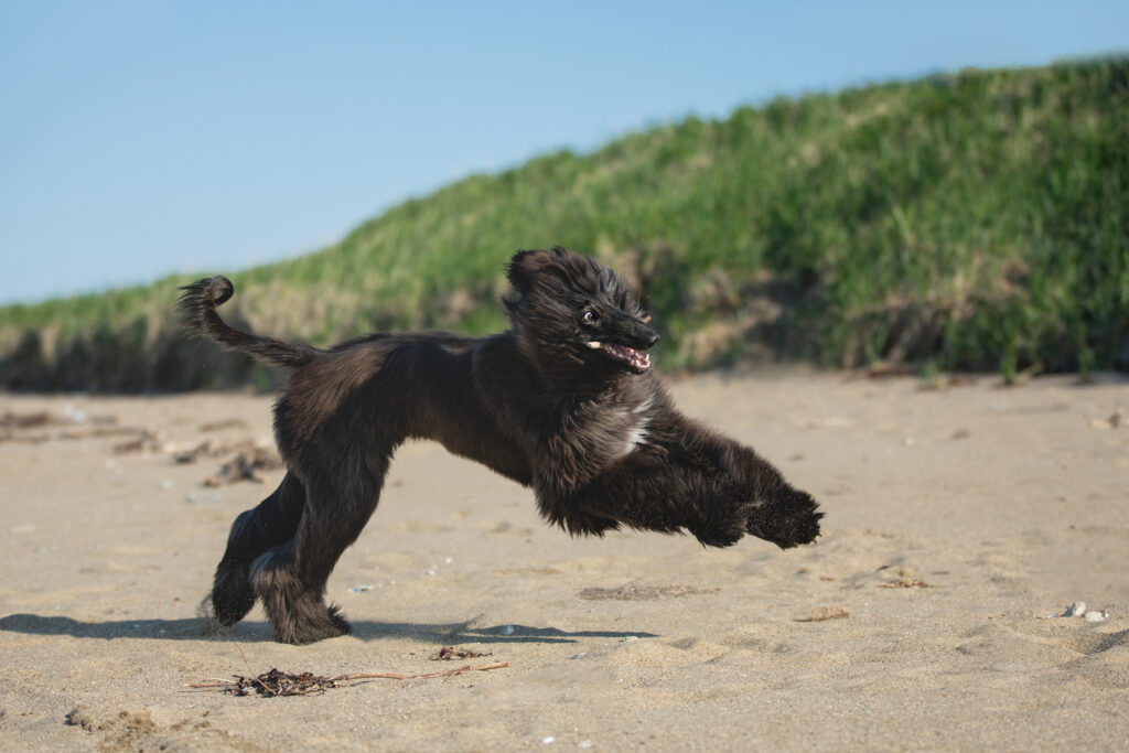 Portrait of Funny Afghan Hound young dog having fun on the beach\. Afghan hound puppy running at the seaside