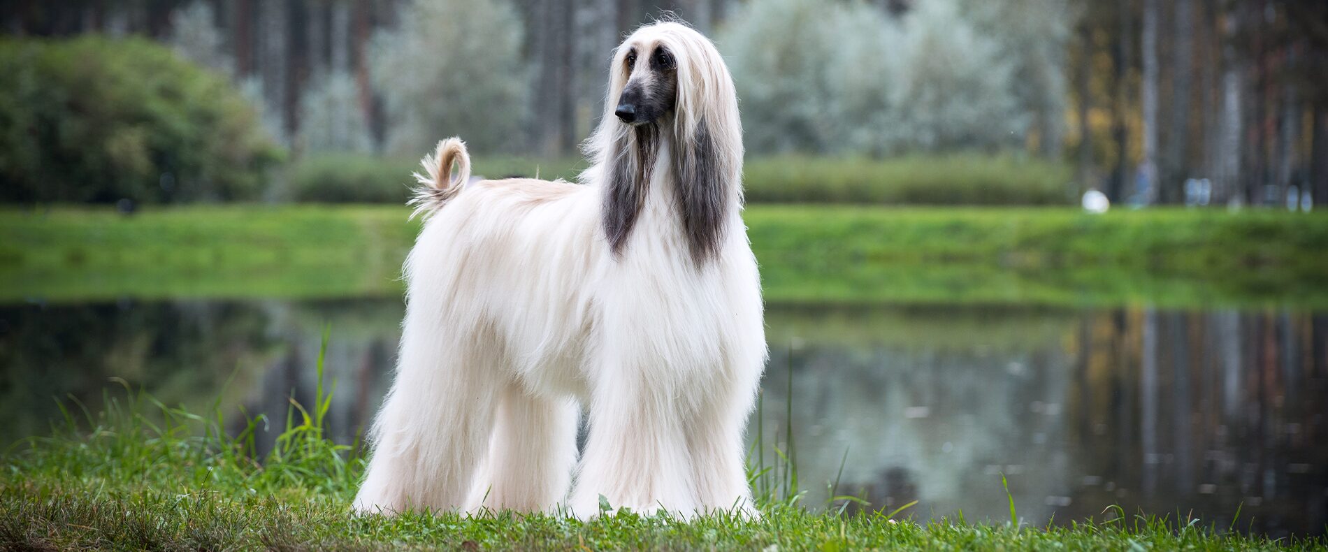 Afghanischer Windhund