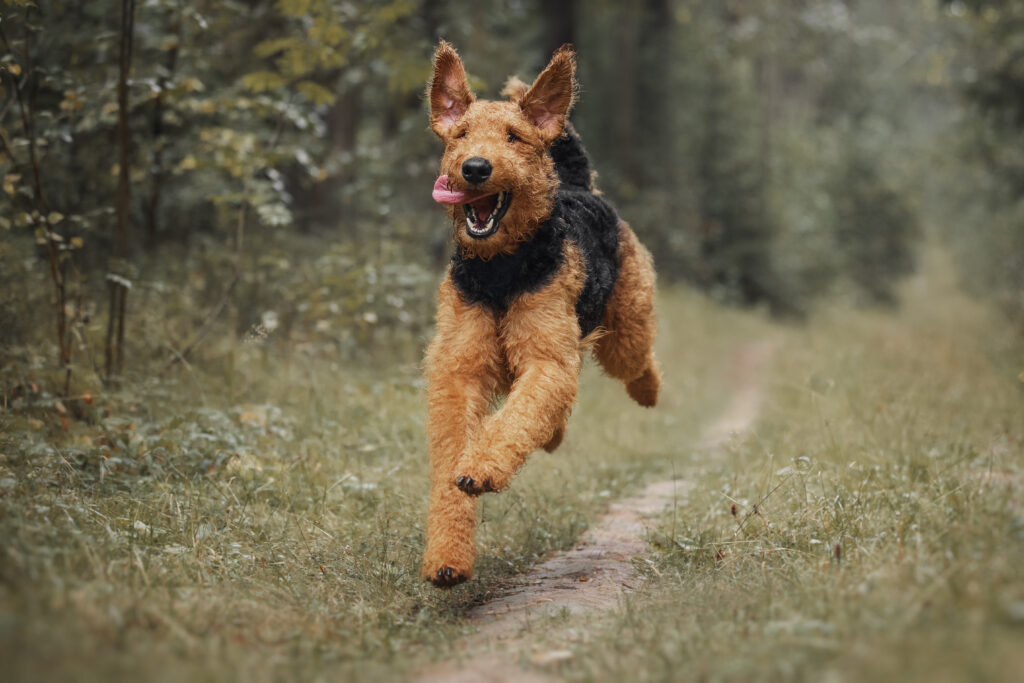 Ein Airedale Terrier läuft fröhlich über einen Waldweg.
