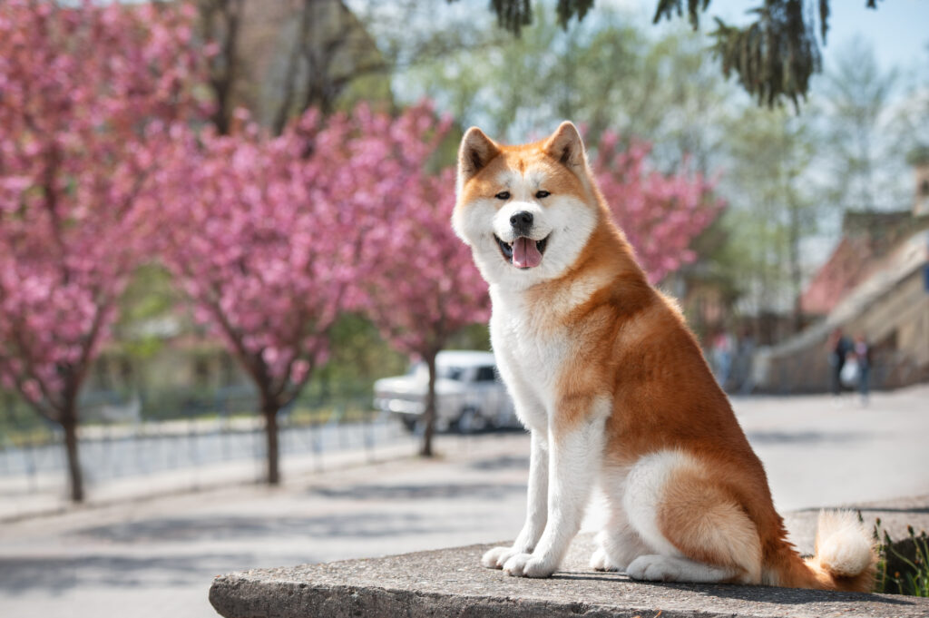 Portrait of akita inu on a pink background of a cherry blossom\. Japanese Akita Dog Breed