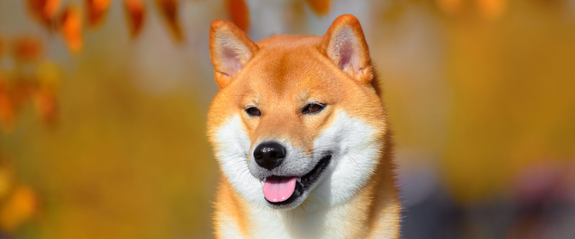 Akita Inu