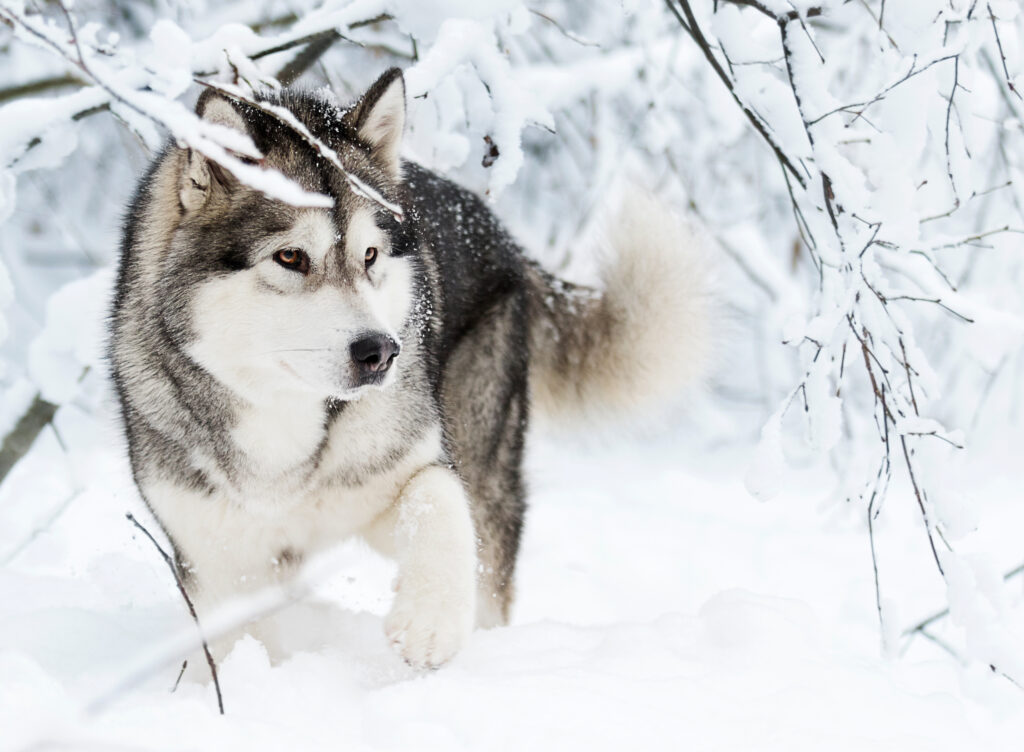 Ein Alaskan Malamute läuft durch einen verschneiten Wald\.