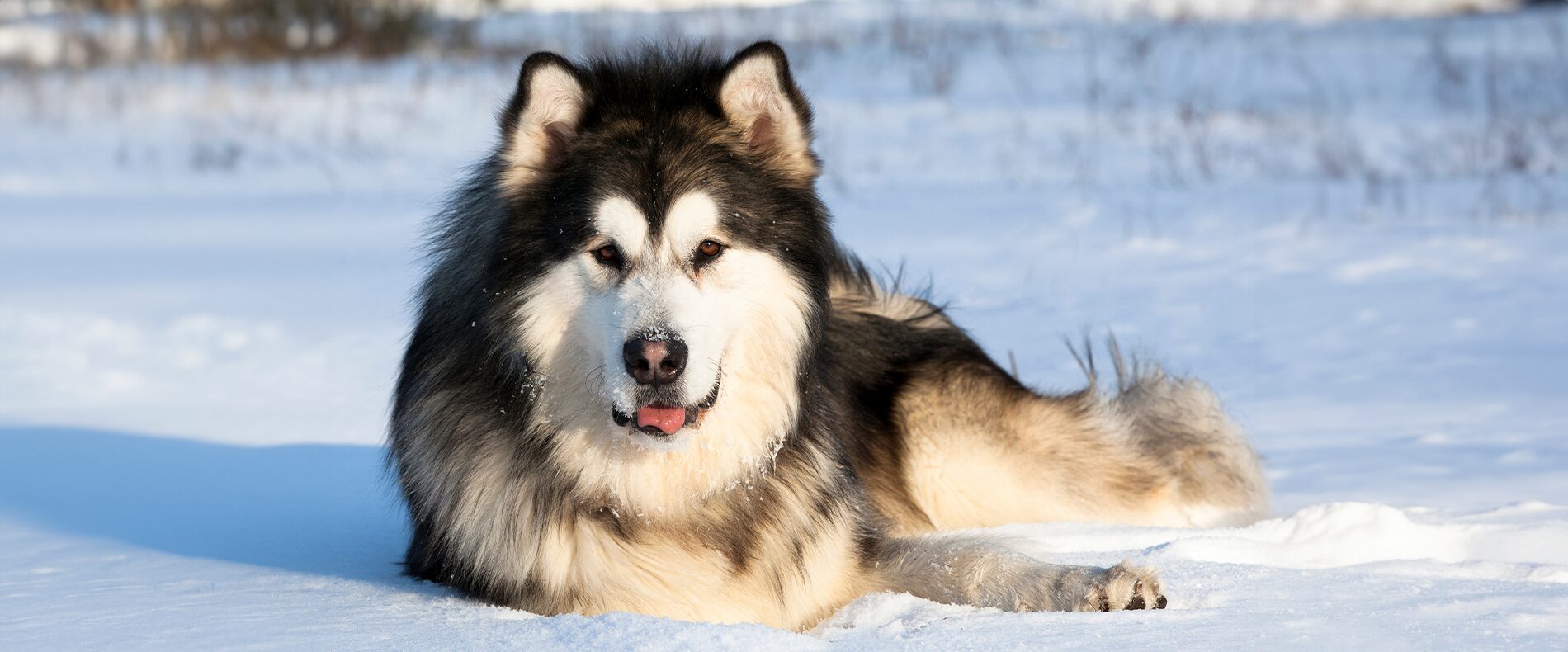 Alaskan Malamute