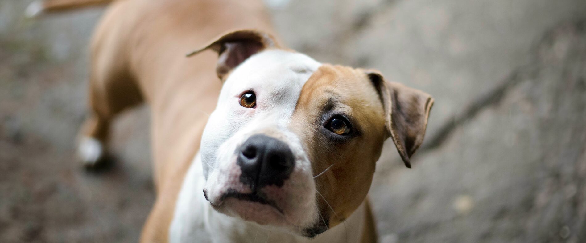 American Staffordshire Terrier