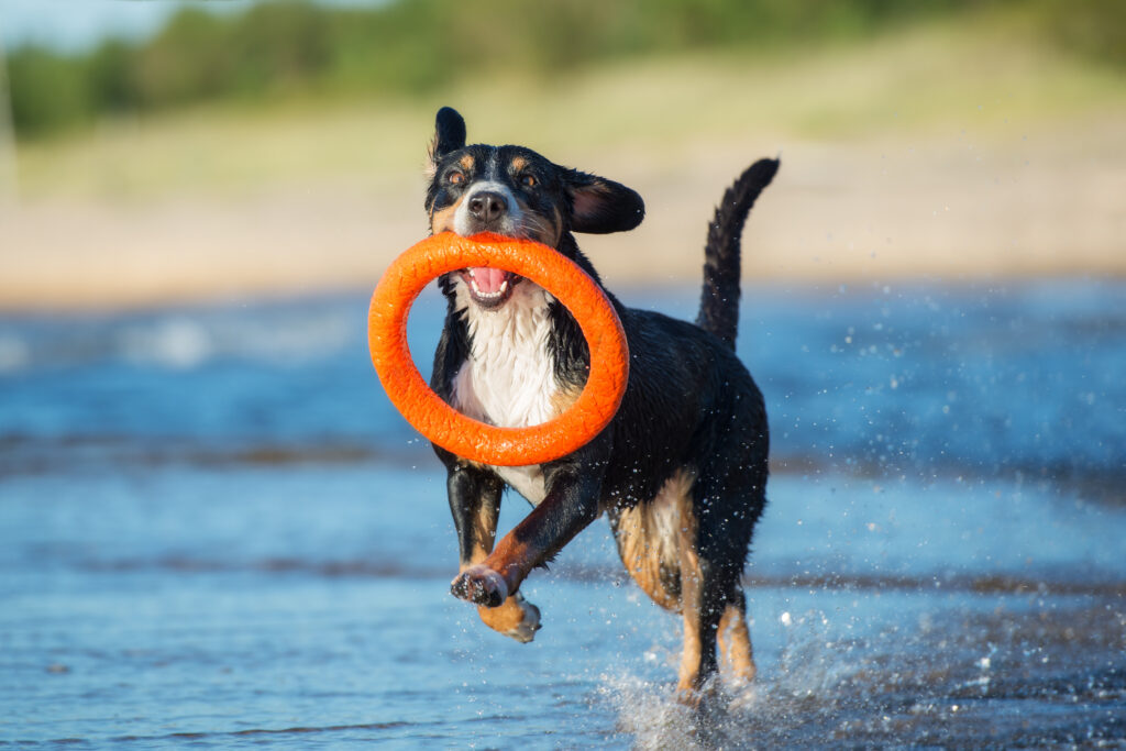Ein Appenzeller Sennenhund läuft durch Wasser und trägt einen Spielzeugring im Maul\.