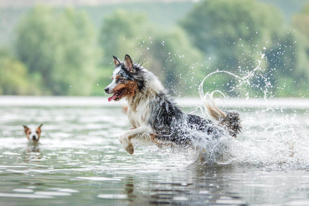 The dog runs on the water\. Marbled Australian Shepherd on the lake
