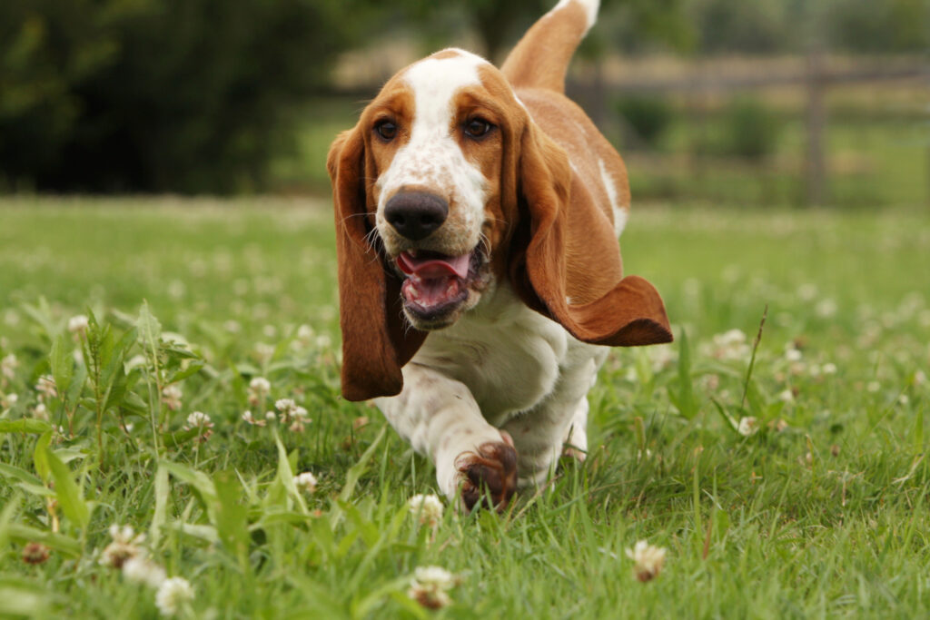 jeune basset hound courant de face en campagne\.vitalité