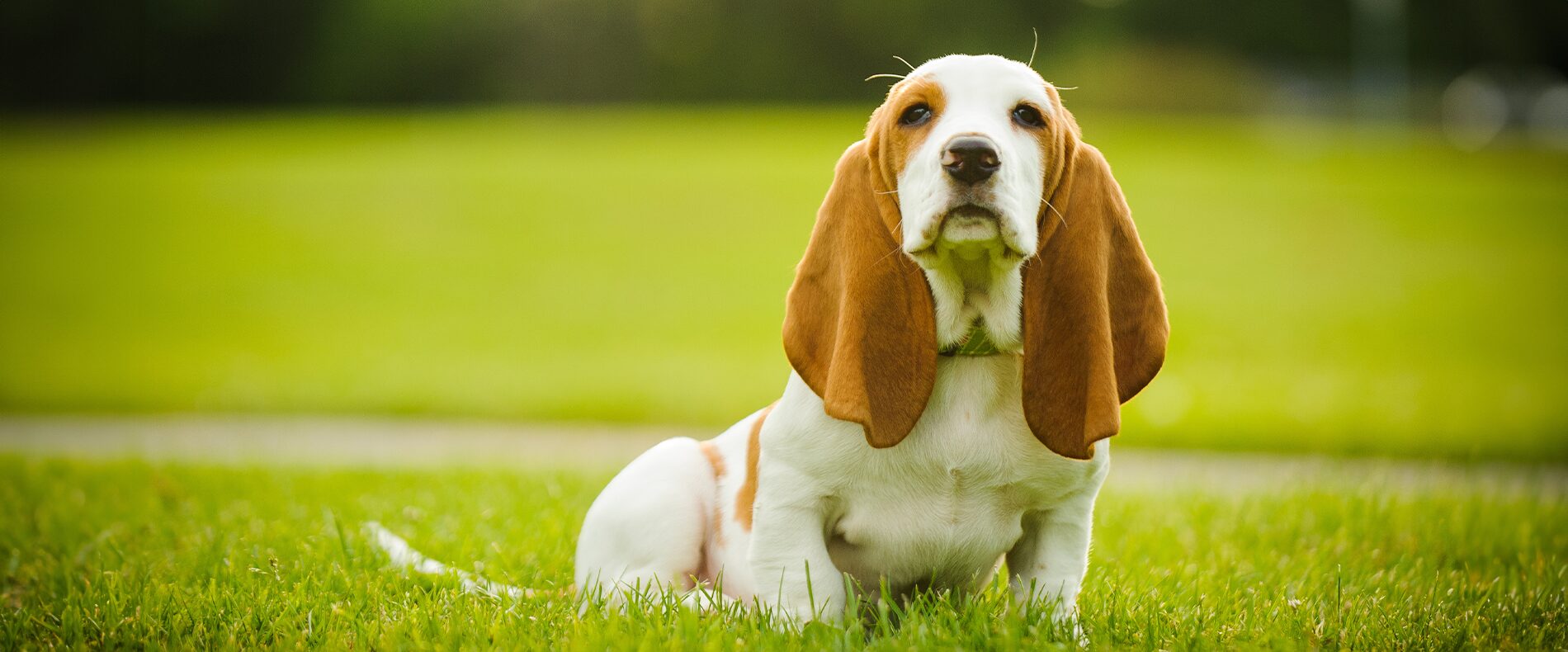 Basset Hound