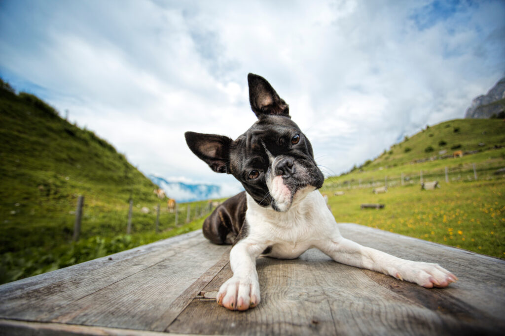 Hiking with a Boston Terrier in the Austrian Alps in Summer