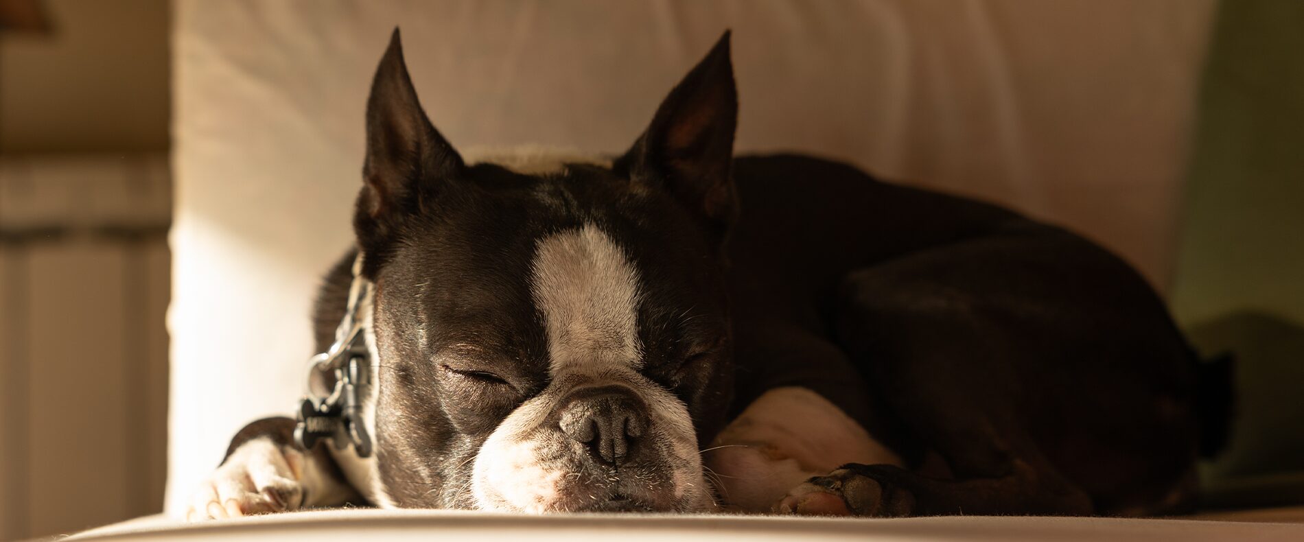 Boston Terrier