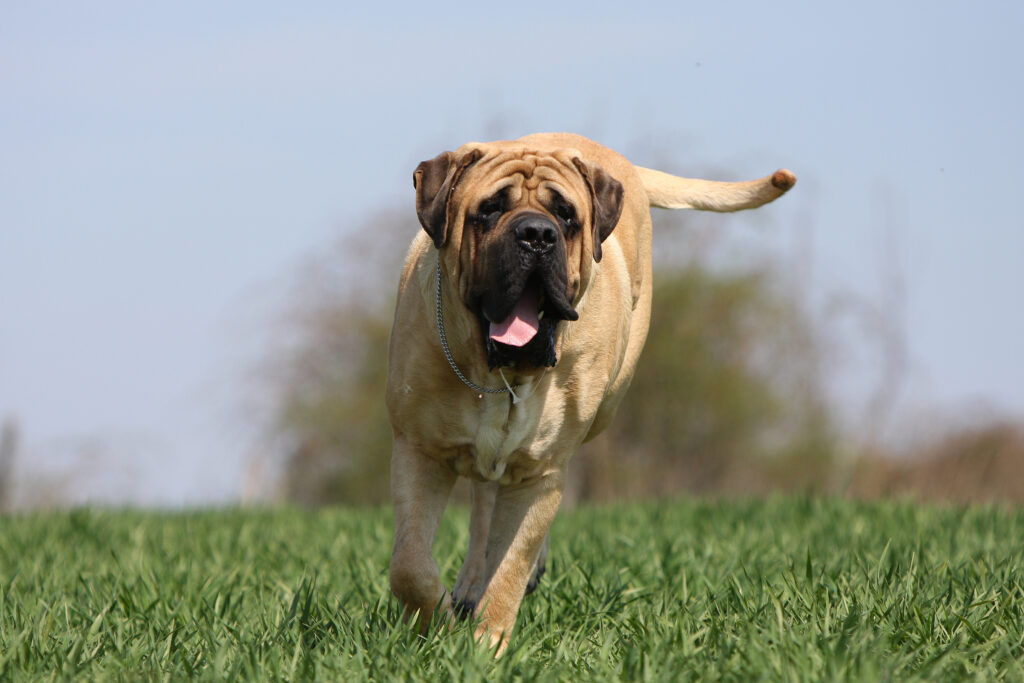 Ein Mastiff springt am Strand ins Wasser\.