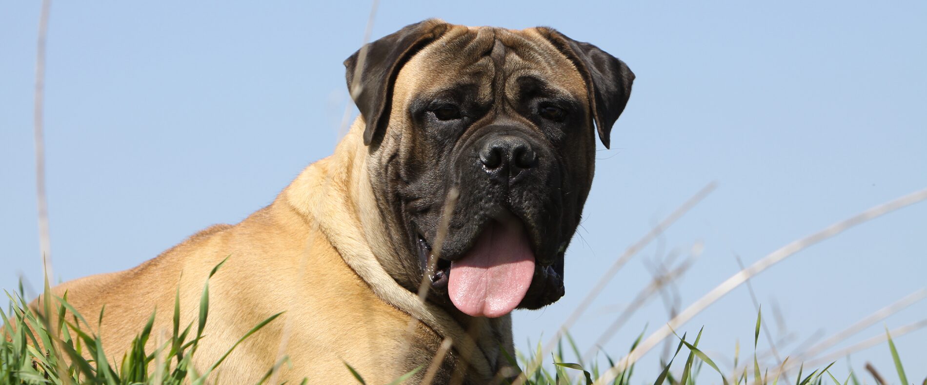 Bullmastiff