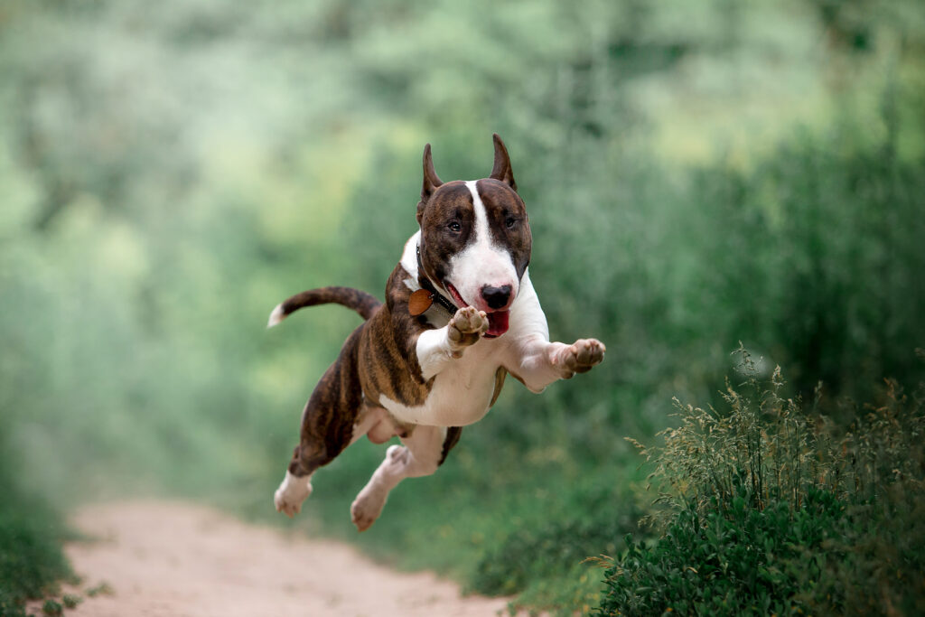 Beautiful dog breed bull terrier on nature