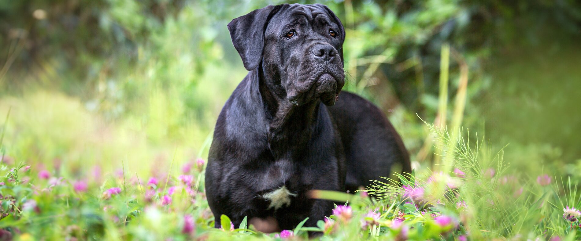 Cane Corso