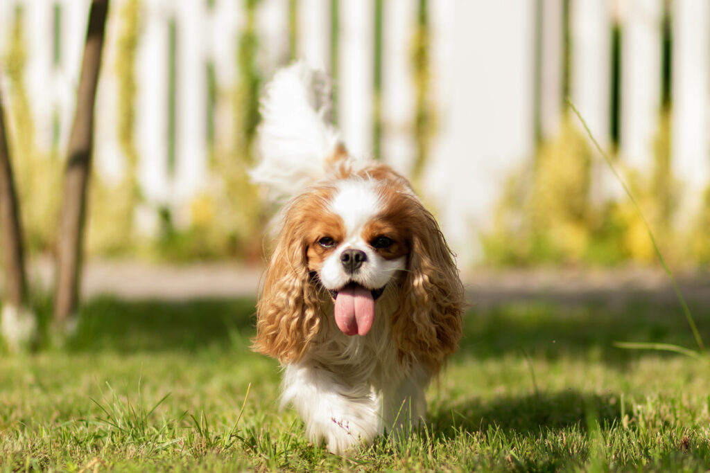 cavalier king charles spaniel