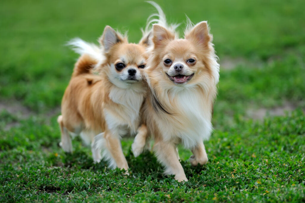 Zwei Chihuahua Hunde laufen fröhlich auf einer grünen Wiese\.