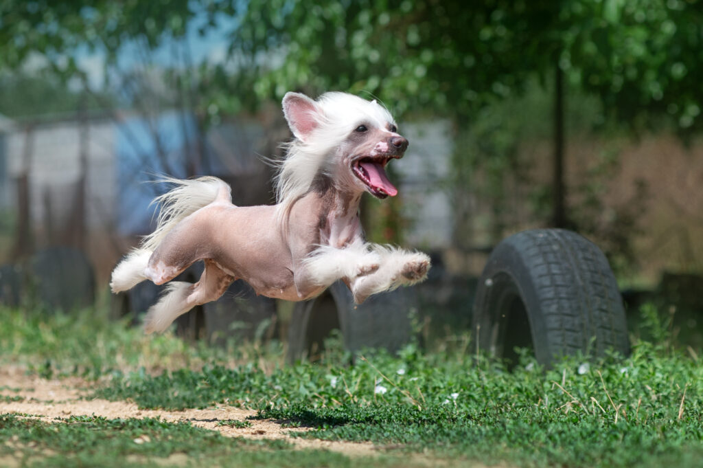 funny photo of chinese crested dog flying