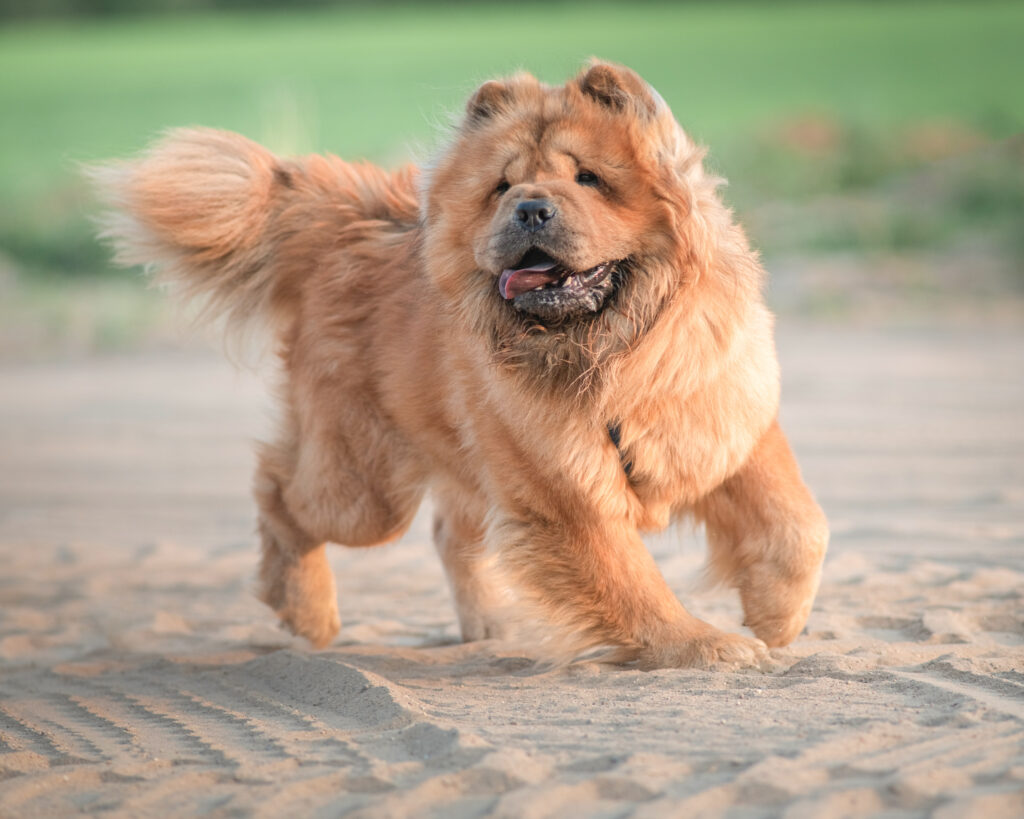 Beautiful thoroughbred chow\-chow dog runs outdoors\.
