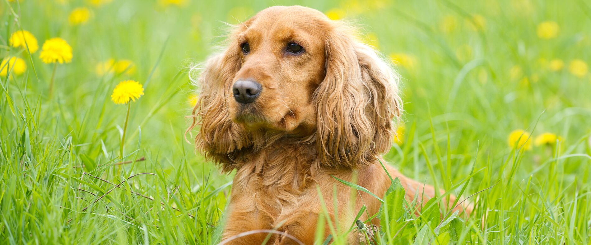 Cocker Spaniel