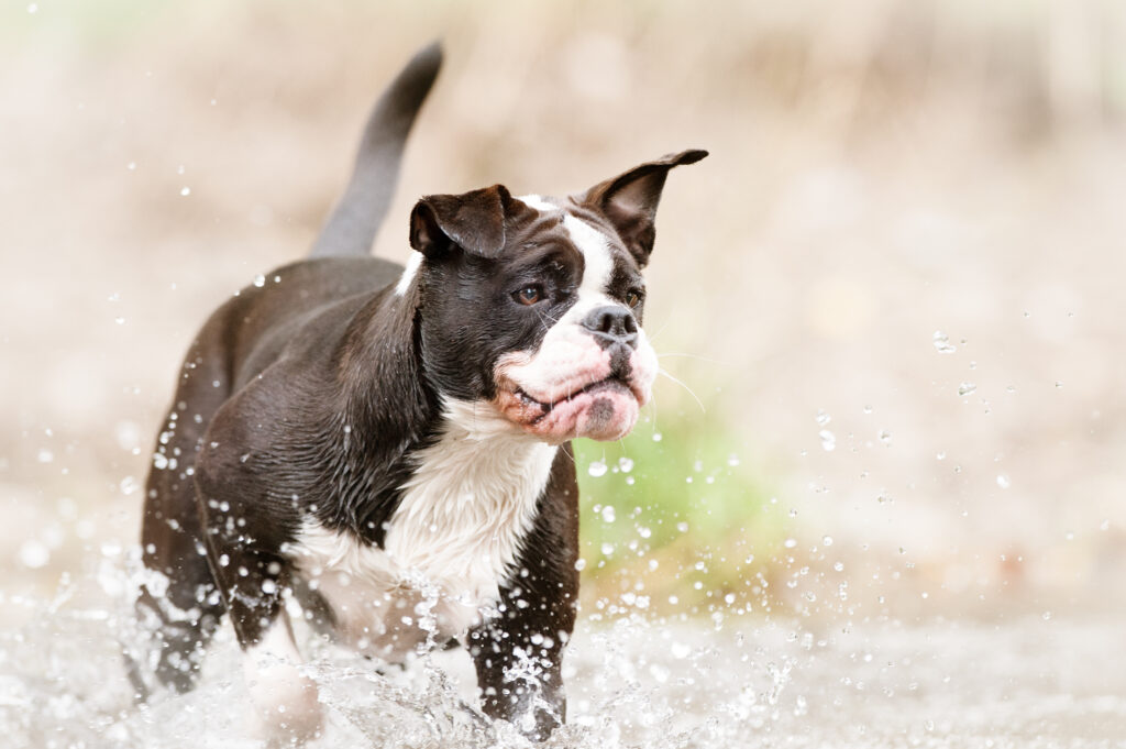 Ein Continental Bulldog läuft fröhlich durch Wasser\.