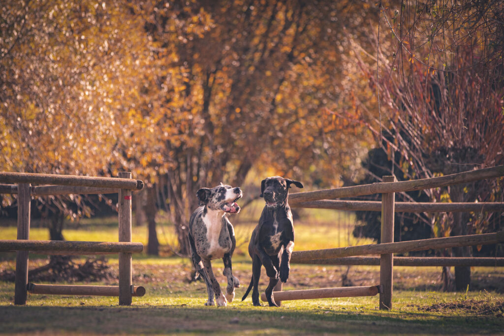 Deutsche Dogge 2 Zwei Deutsche Doggen spielen miteinander auf einem herbstlichen Weg\.