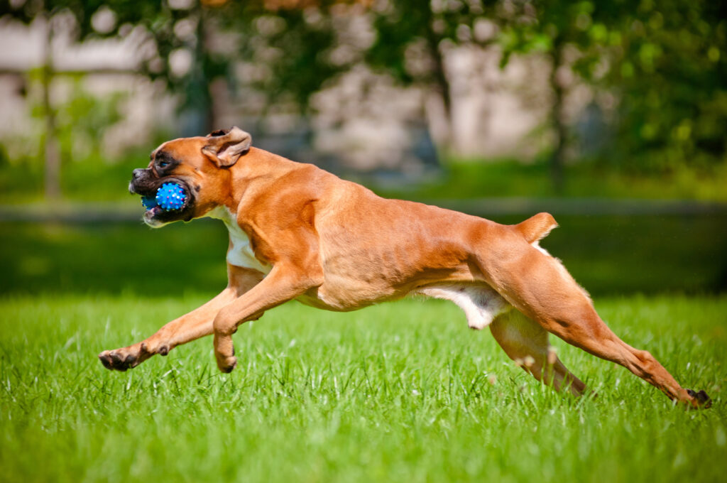Ein Deutscher Boxer springt auf einer Wiese und trägt einen blauen Ball im Maul\.