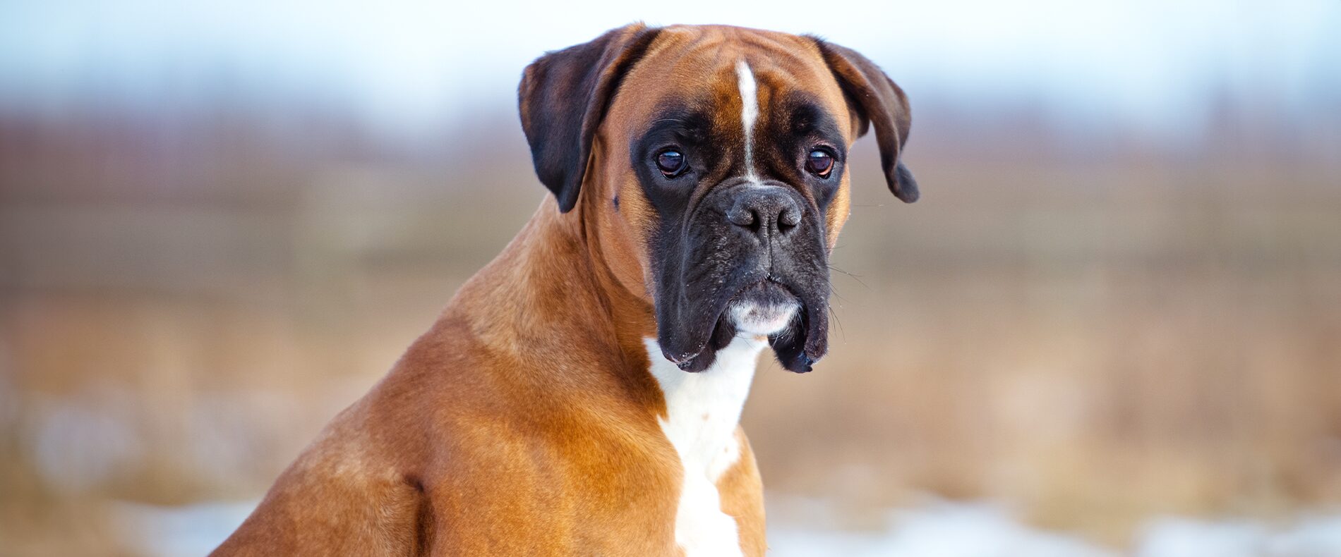 Deutscher Boxer