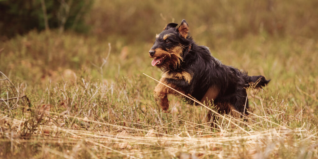 Ein Deutscher Jagdterrier läuft durch ein Feld\.