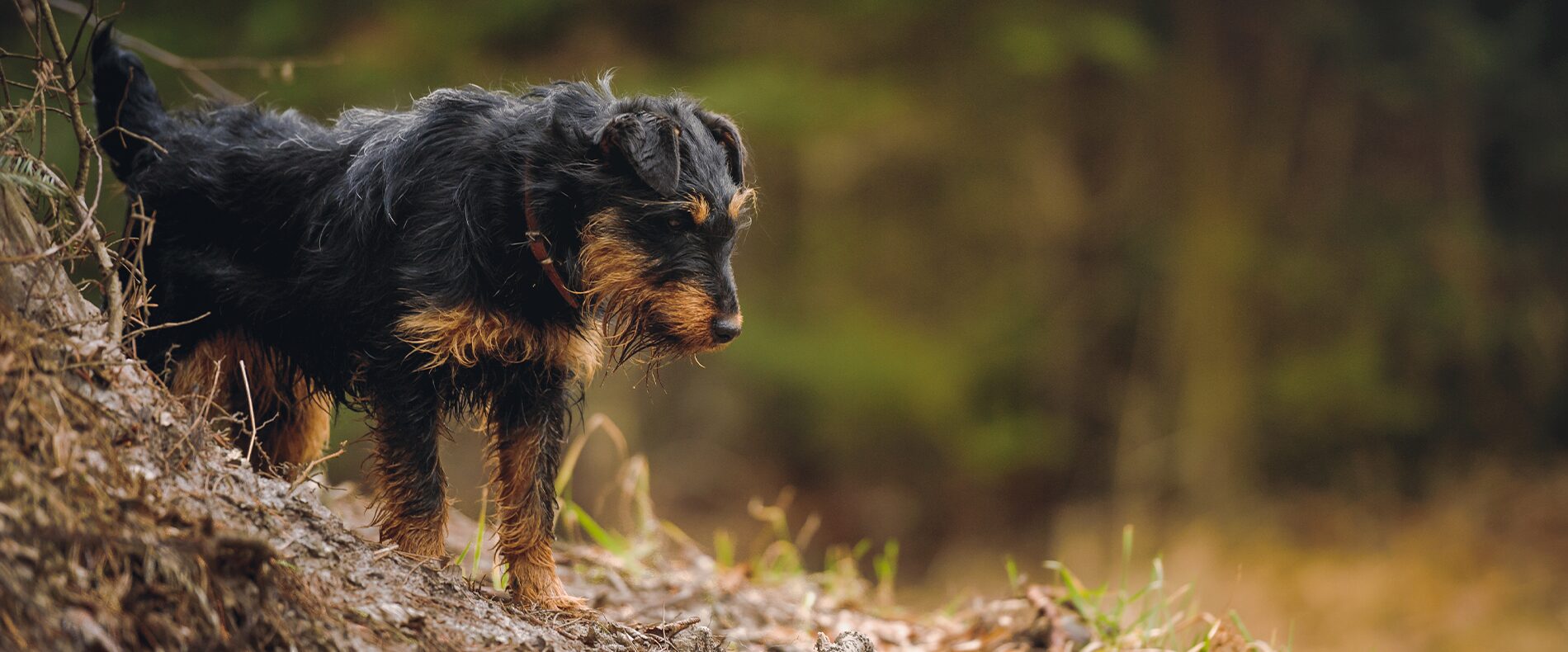 Deutscher Jagdterrier