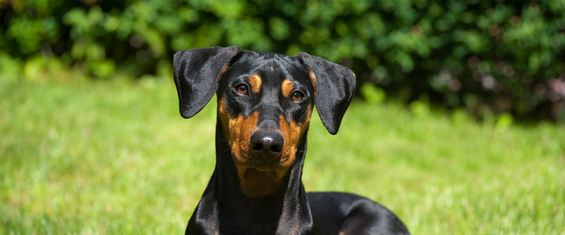 Deutscher Pinscher