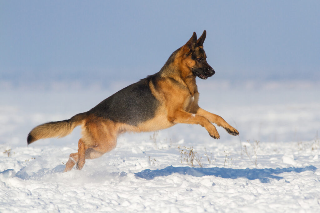 German shepherd dog run in snow