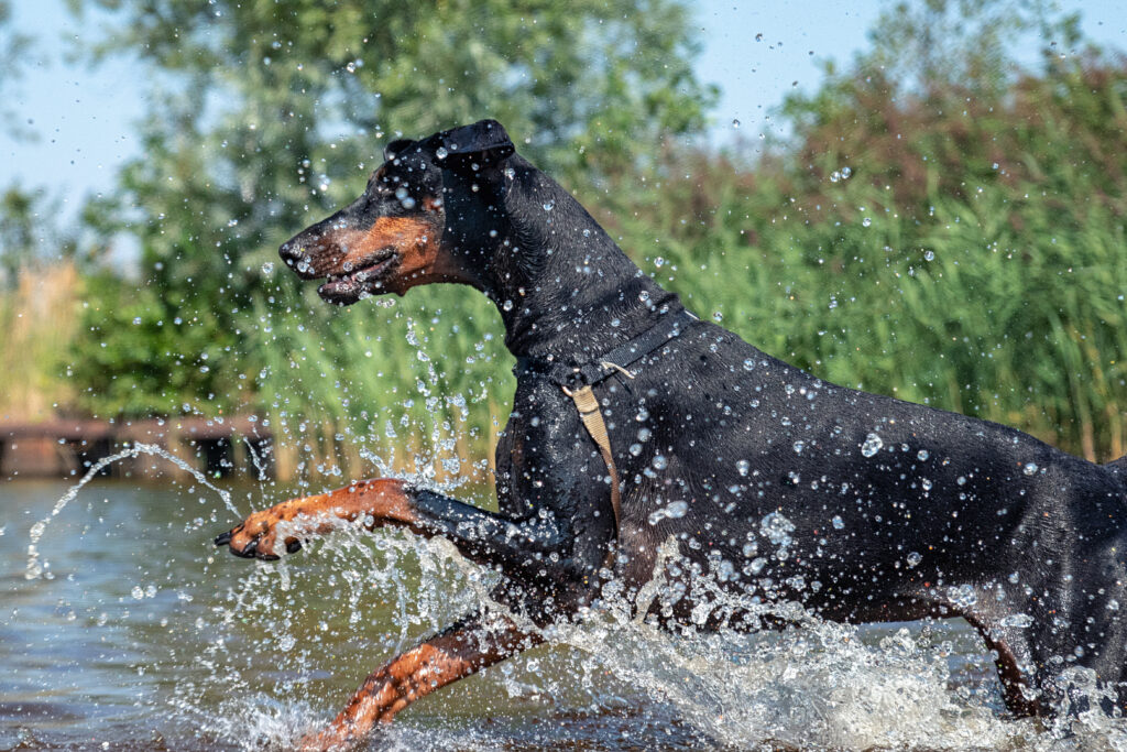 Ein Dobermann Hund läuft fröhlich ins Wasser\.