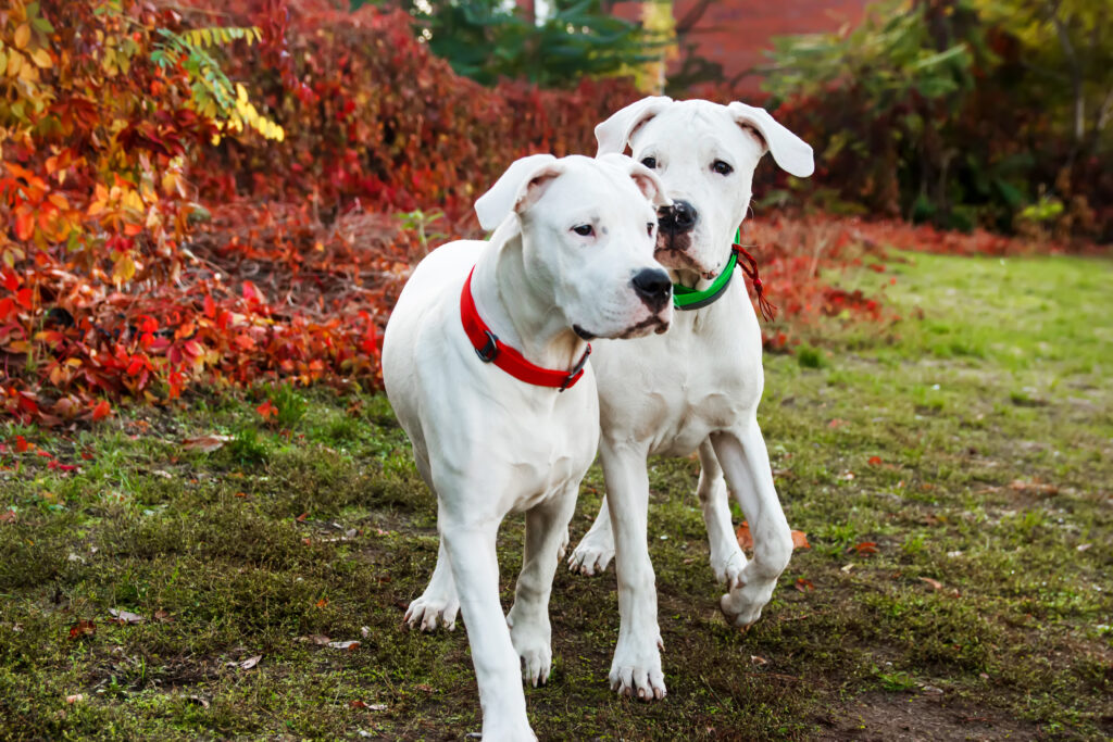 Zwei Dogo Argentino Hunde spielen auf einer Wiese im Herbst\.