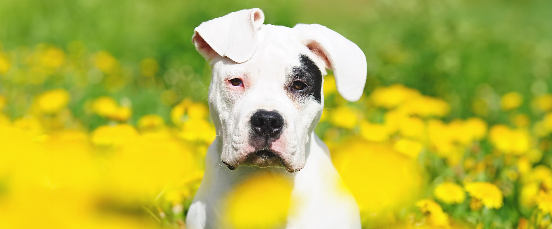 Dogo Argentino