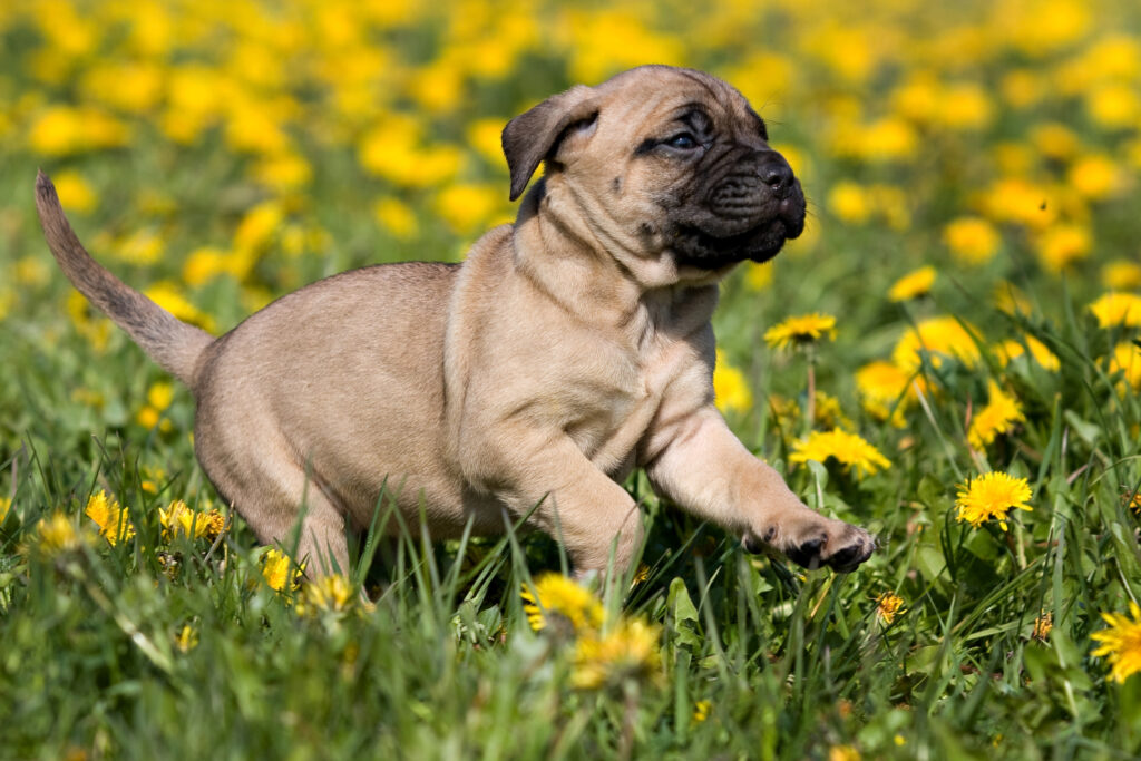Dogo Canario puppy in yellow dandelions