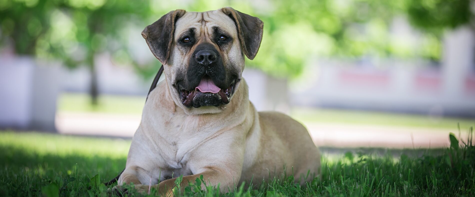 Dogo Canario