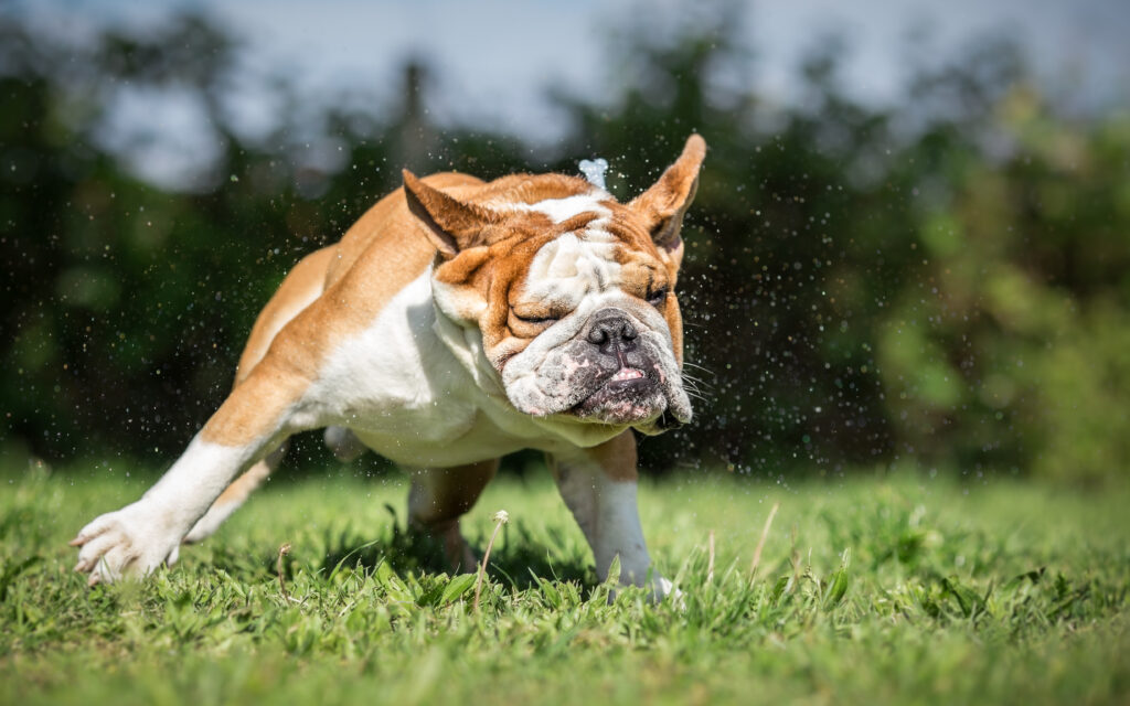 Eine englische Bulldogge schüttelt sich nach einem Bad auf einer grünen Wiese\.