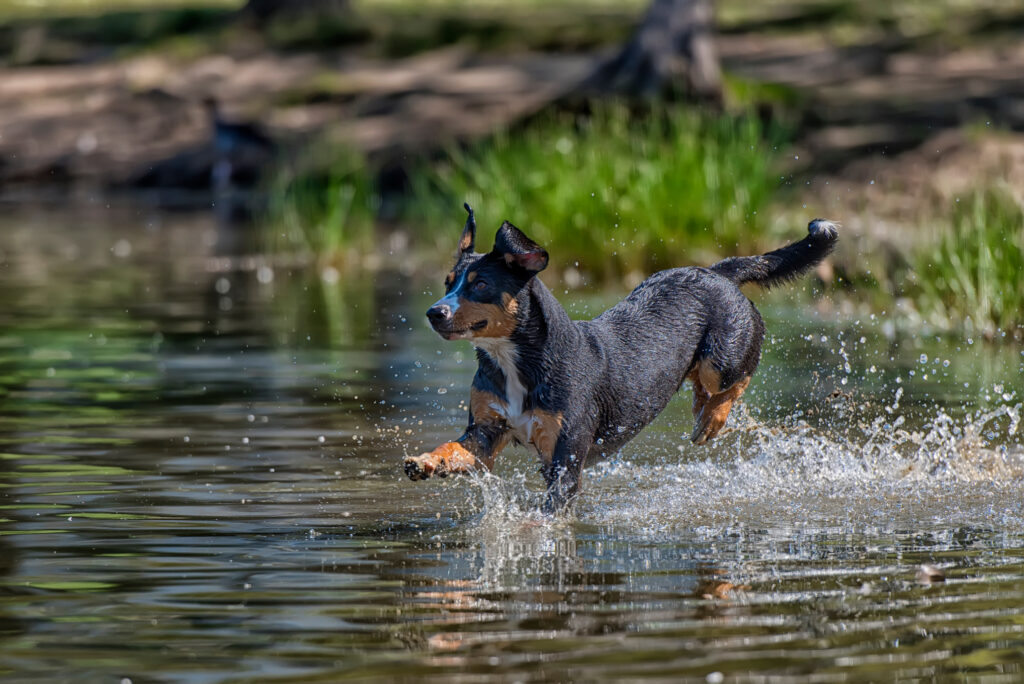 Ein Entlebucher Sennenhund läuft fröhlich durch ein flaches Gewässer\.