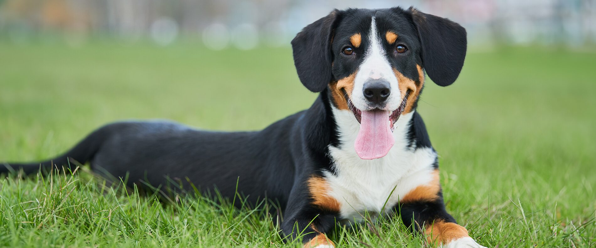 Entlebucher Sennenhund