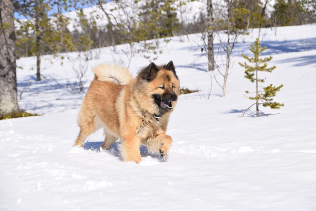 Ein hellbrauner Eurasier Hund läuft im Schnee\.