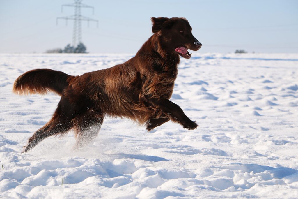 Ein Flat\-Coated Retriever läuft durch den Schnee mit aufgeregter Energie\.