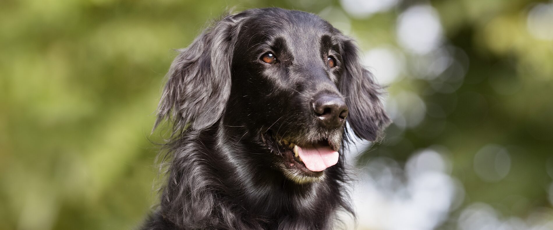 Flat Coated Retriever