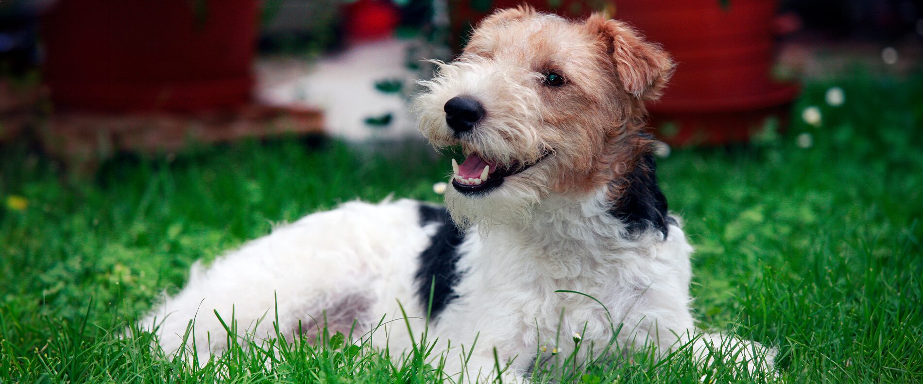 Fox Terrier