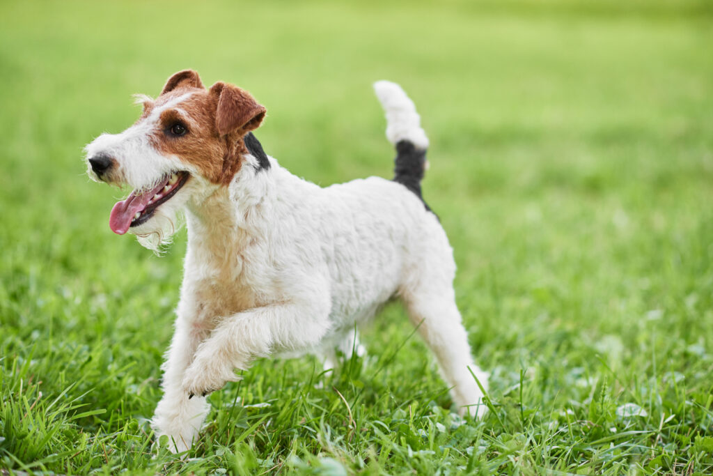 Ein Foxterrier läuft auf einer grünen Wiese voller Energie\.