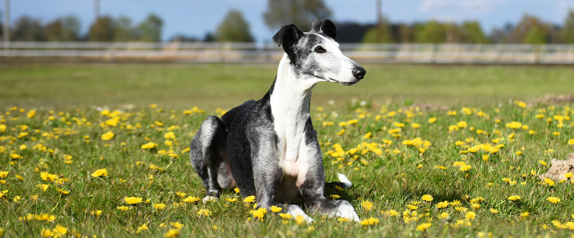 Galgo Espanol