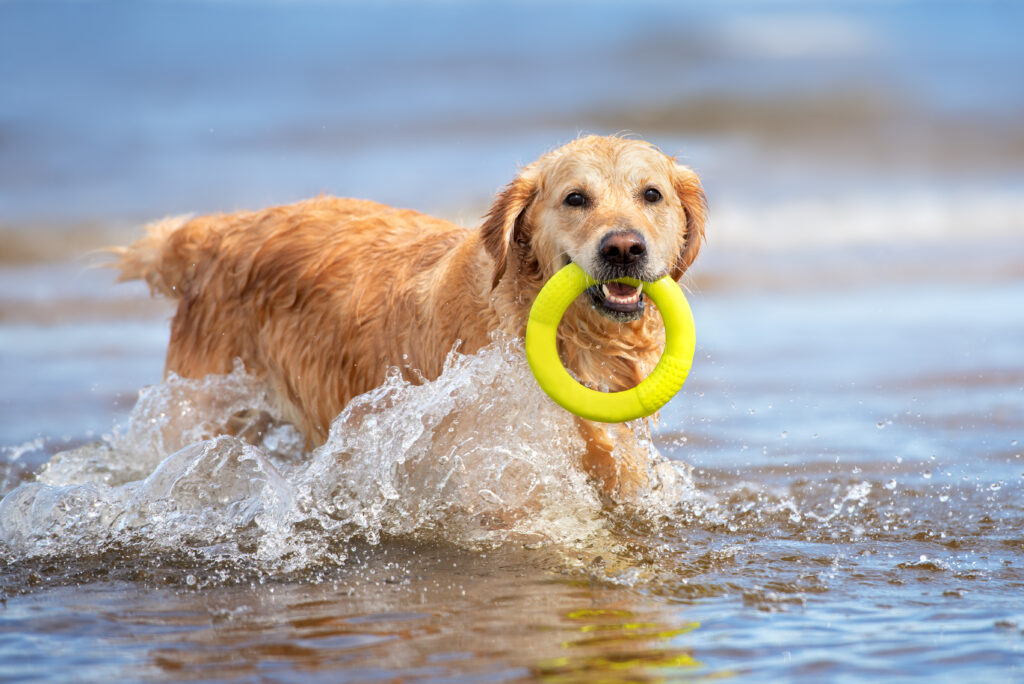 Ein Golden Retriever läuft im Wasser und trägt ein gelbes Spielzeug im Maul\.