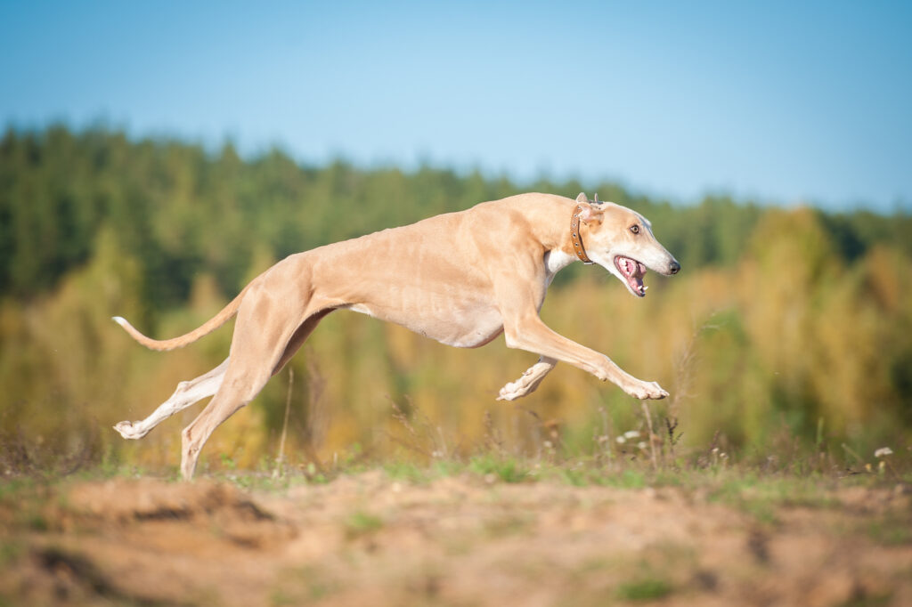 Ein Greyhound läuft mit hoher Geschwindigkeit über eine grüne Wiese\.