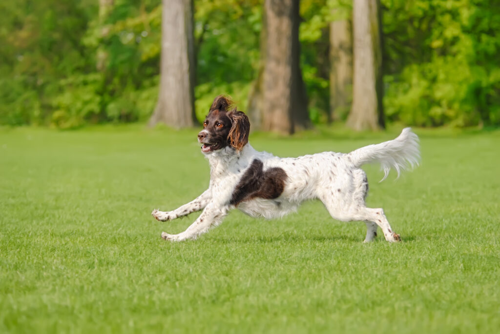 Ein Kleiner Münsterländer läuft auf einer grünen Wiese\.