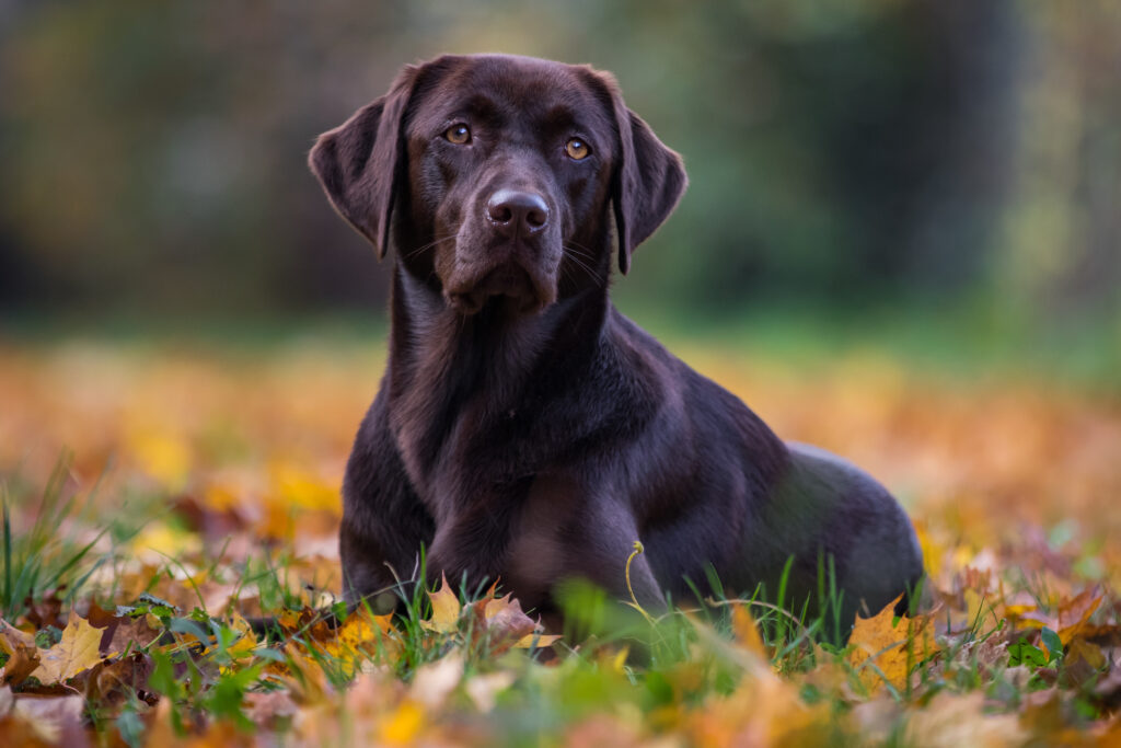 Ein Labrador Retriever sitzt auf einer bunten Herbstwiese und schaut aufmerksam\.