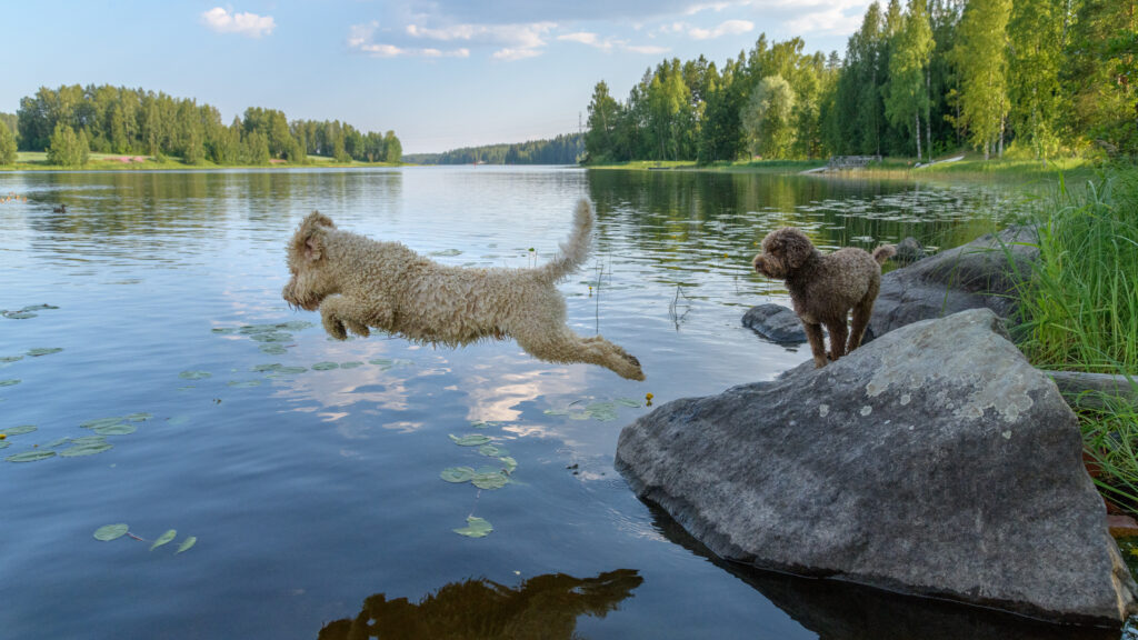 Ein Lagotto Romagnolo springt ins Wasser von einem Felsen aus\.